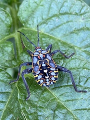 Pachylis