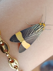 Lepidoptera
