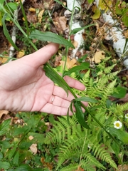 Erigeron strigosus