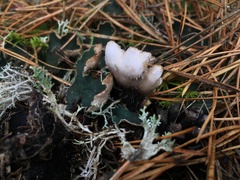 Peltigera malacea