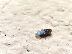 Drosophila melanogaster