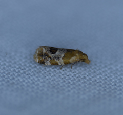 Aethes interruptofasciata