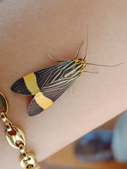 Lepidoptera