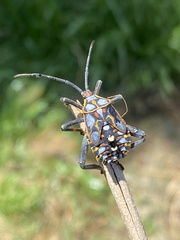 Pachylis