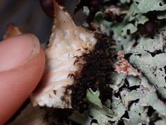 Peltigera collina