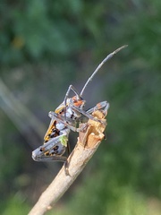 Pachylis