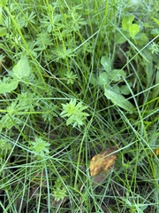 Galium sylvaticum