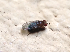 Drosophila melanogaster