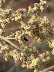 Artemisia filifolia