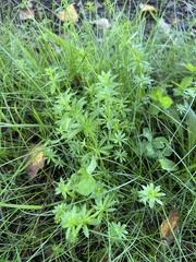 Galium sylvaticum