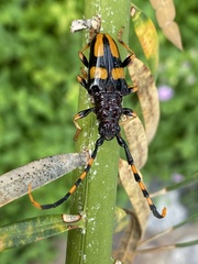 Dendrobias mandibularis