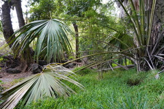 Livistona chinensis