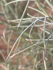 Artemisia filifolia