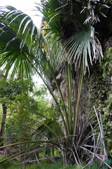 Livistona chinensis
