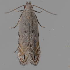 Battaristis concinnusella