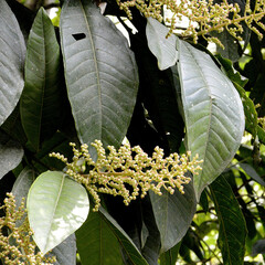 Miconia trinervia
