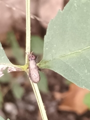 Coremacera marginata