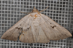 Panopoda