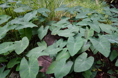 Colocasia