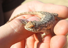 Sceloporus horridus