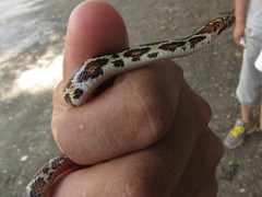 Pseudelaphe flavirufa