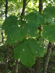 Acer opalus