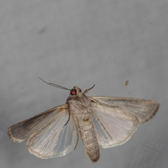 Spodoptera