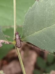 Coremacera marginata