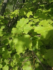 Acer opalus