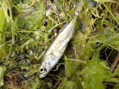 Gasterosteus aculeatus