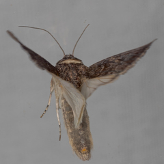 Spodoptera