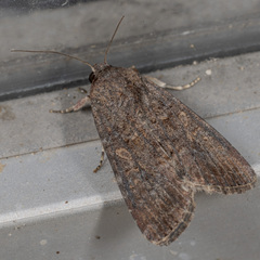 Spodoptera