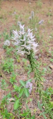 Liatris hesperelegans