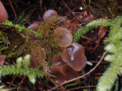 Ciboria rufofusca