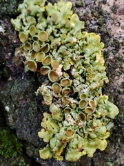 Xanthoria parietina