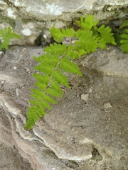 Cystopteris bulbifera