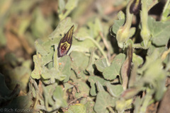 Aristolochia wrightii