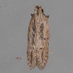 Hypatima