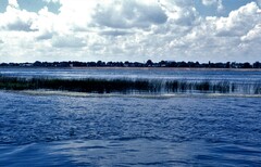 Ranunculus trichophyllus