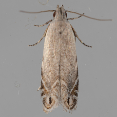 Battaristis concinnusella