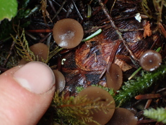 Ciboria rufofusca