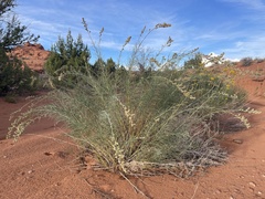 Artemisia filifolia