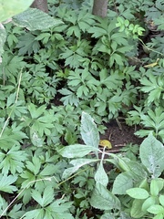 Sanicula canadensis