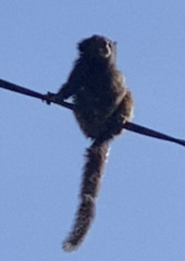 Callithrix penicillata