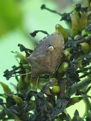 Peribalus strictus vernalis