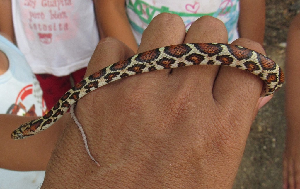 Yellow-red Rat Snake