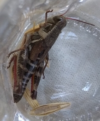 Melanoplus dawsoni