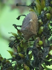 Peribalus strictus vernalis