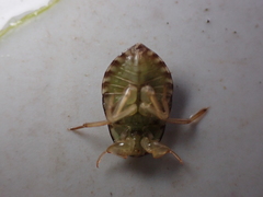 Naucoridae