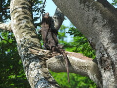 Ctenosaura acanthura